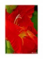 /album/flower-collection/kvet-flow-jpg/